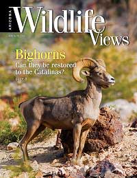 wildlife views